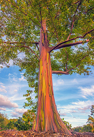 Rainbow Tree
