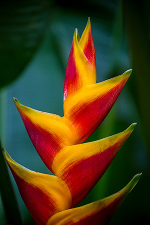 Tropic Wonder