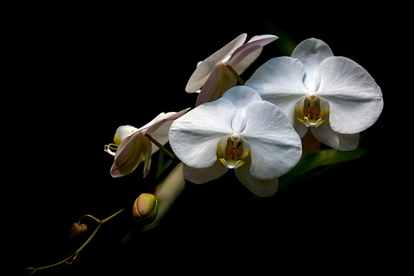 White Orchid - Finalist in 2022 Flamingo Gardens Photo Contest
