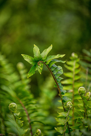 Curved Fern - 2nd Place Winner 2018 Long Key Nature Center Photo Contest
