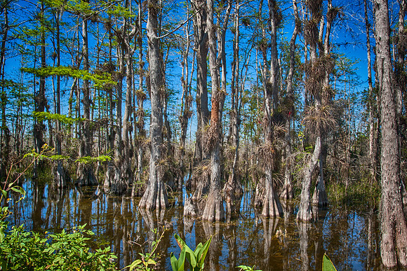 Big Cypress