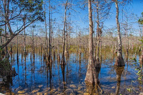 Big Cypress Trees