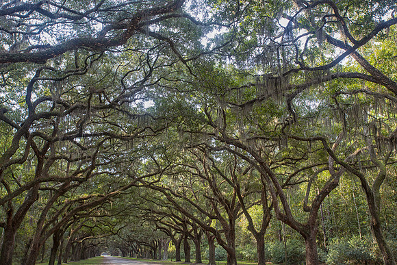 Spanish Moss