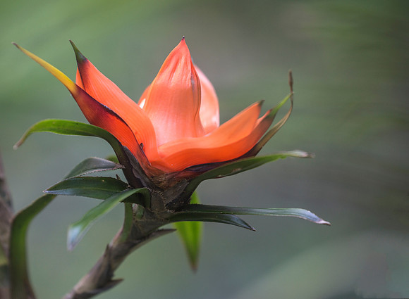 Flowering Pandanus