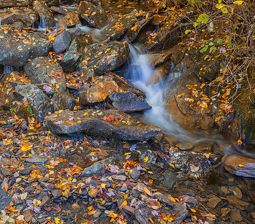 Autumn Leaves
