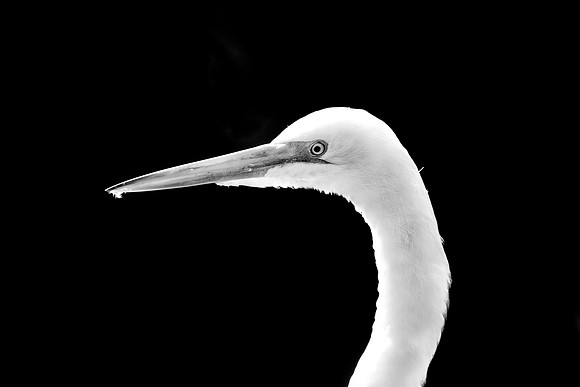White Heron