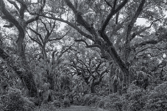 Into the Jungle - 1st Place Winner - 2019 Long Key Photo Contest