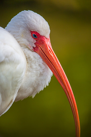 White Ibis