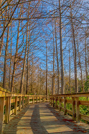 Walking through the Trees