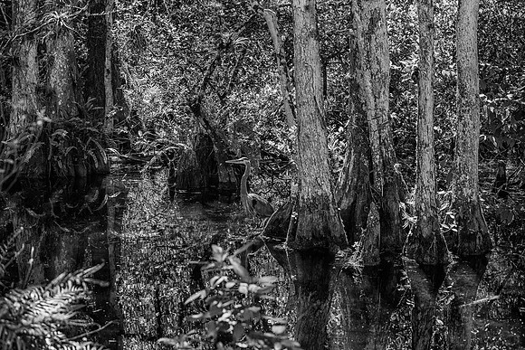 Big Cypress Preserve