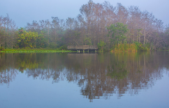 Foggy Morning