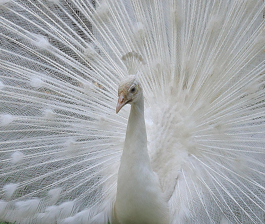 Snowflake