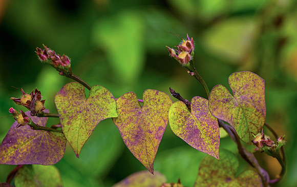 4 Hearts in Nature - Honorable Mention Plants - 2019 Long Key ParkPhoto Contest