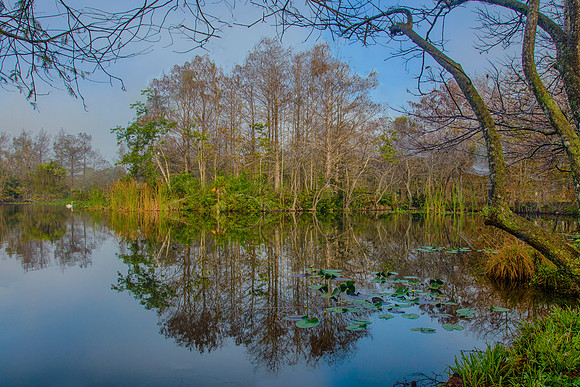 Reflecting Trees