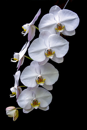 Quartet of Orchids - Finalist in 2022 Flaming Gardens Photo Contest