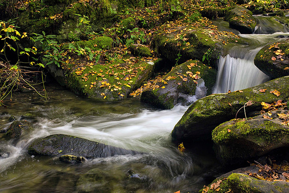 Flowing Stream