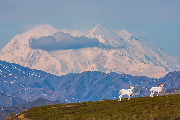 Mountain Sheep near Mt. McKinley