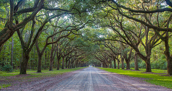 Into the woods
