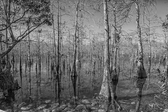 Big Cypress Trees