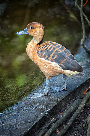 Fulvous Whistling-Duck