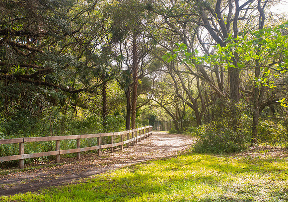 Into the Woods - 2nd Place Winner 2025 Long Key Nature Center